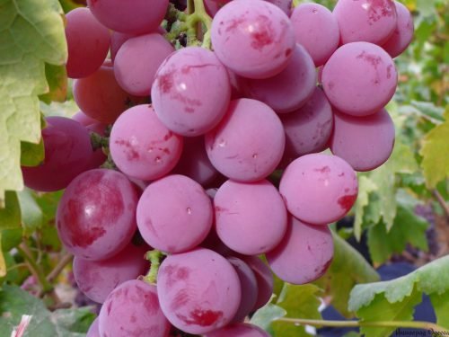 Як виростити виноград з кісточки в домашніх умовах