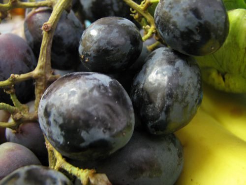 Чорний виноград: корисні властивості і вживання в різних видах