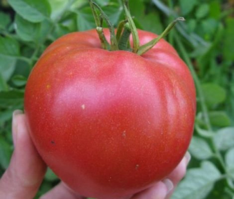 Кардинал: характеристики і опис сорти томата