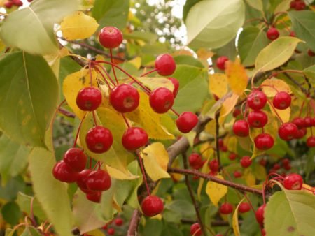 Райські яблука: опис сортів, прлюсы і мінуси, як виростити яблуню