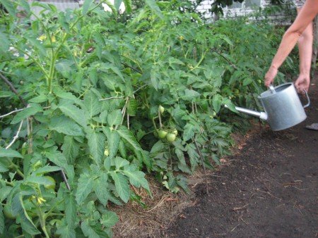 Чим підживити помідори після висадки в грунт, внесення добрив