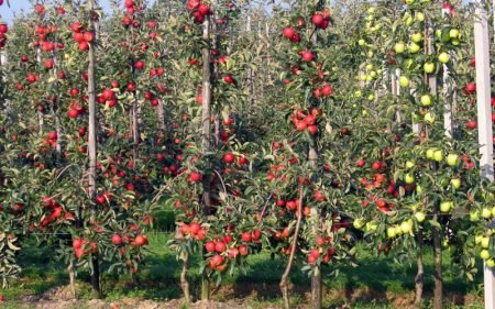 Обрізка колоновидна яблунь восени за правилами