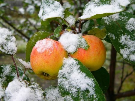 Зимові сорти яблук: назви, опис з фото