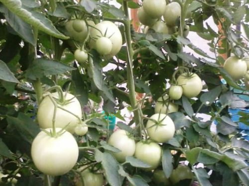 Позакореневе підживлення томатів: розсади і дорослих рослин