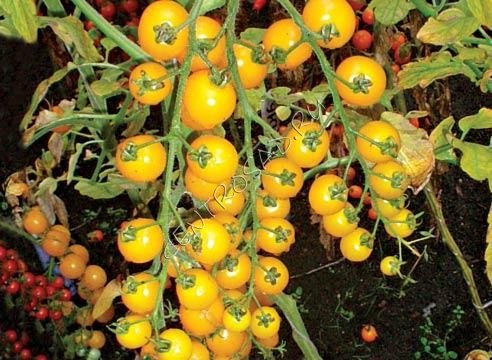 Помідори жовті сорти: трюфель, гігант, вишня   опис томатів