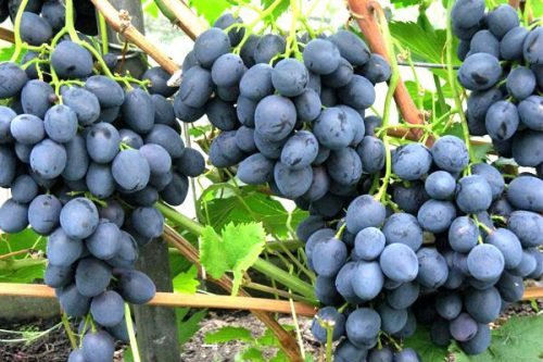 Сорти винограду: найбільші ягоди, фото