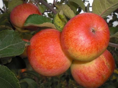 Сорт яблуні Легенда: фото та опис сорту, особливості