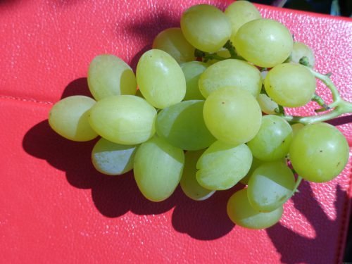 Таємниця ченця виноград: опис сорту