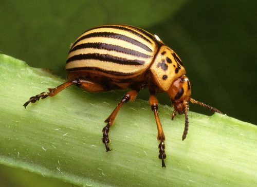 Колорадський жук на баклажанах: як захистити рослини