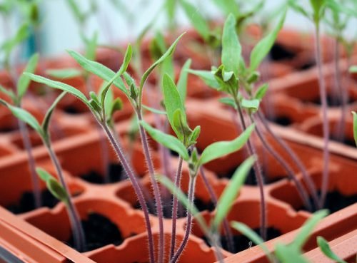 Переросли помідори що робити: як розвивається переросла розсада томатів