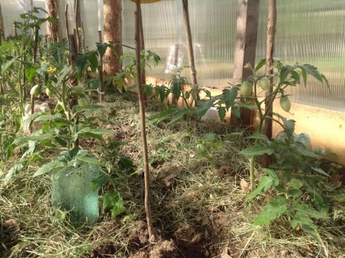 Посадка томатів у теплиці з полікарбонату: як правильно висадити розсаду