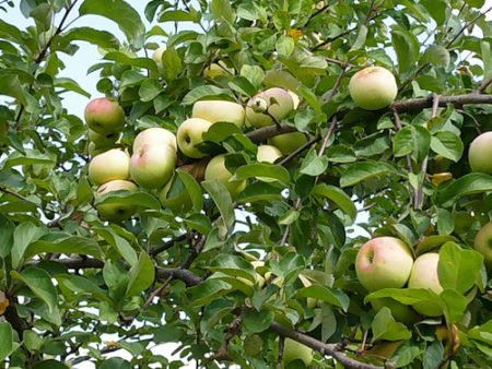 Яблуня Имрус: опис сорту, особенноти дерева і плодів, догляд