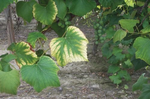 Уражені листя винограду: хвороби, шкідники