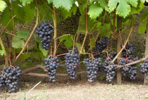 Кращі сорти темного винограду: огляд, фото