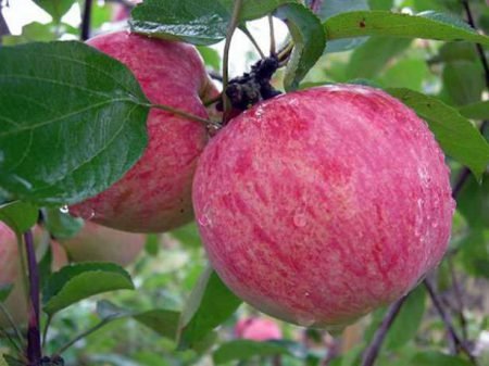 Грушівка московська яблуня: опис сорту, фото, особливості