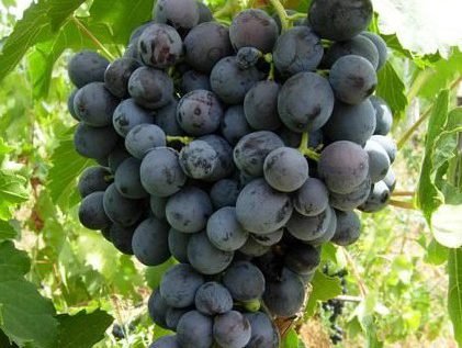 Виноград лора: опис сорту