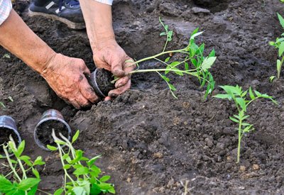 Висадка догляд за помідорами: як правильно виростити розсаду, склад ґрунту