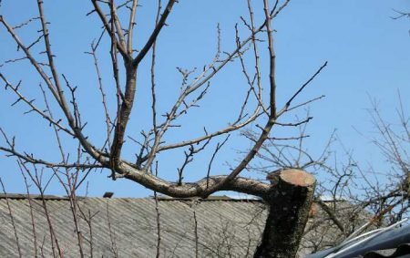 Яблуня з пня: як реанімувати або омолодити дерево
