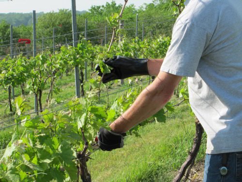 Виноград на Алтаї: опис сортів, вирощування