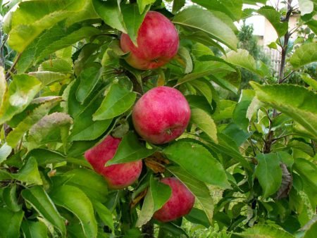 Васюган яблуня колоновидна: опис сорту, фото, особливості