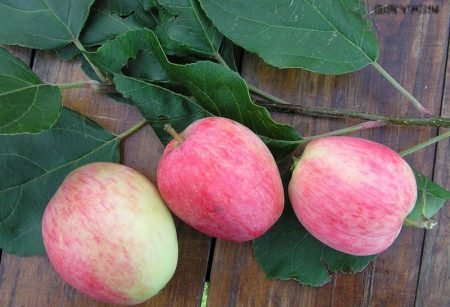 Орловське Смугасте яблуня: опис сорту, фото