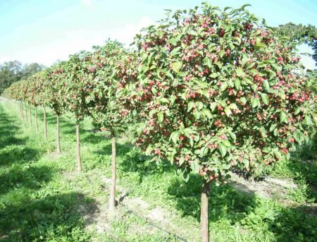 Яблуня колоновидна: опис та фото кращих сортів