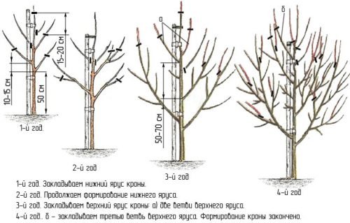 Обрізання груші восени: схема, як правильно формувати крону