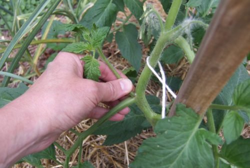 Пасинкування помідорів в теплиці, схема: як правильно сформувати рослина