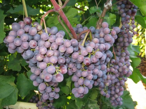 Виноград сорту в сибіру: суперранні, з описом