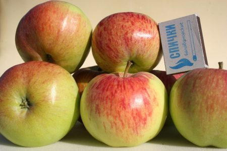 Яблуня Чистотіл: опис сорту, фото, особливості вирощування
