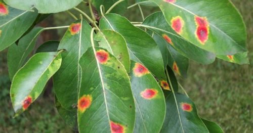 Хвороби груші: помаранчеві плями на листках