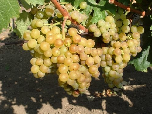 Сорти угорського винограду: опис