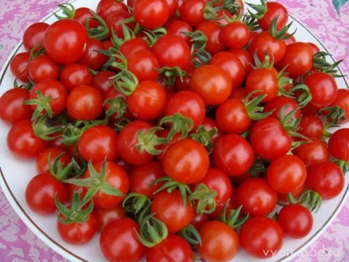 Помідори черрі сорти: опис томатів для відкритого грунту