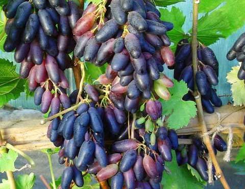 Виноград сувенір: опис сорту