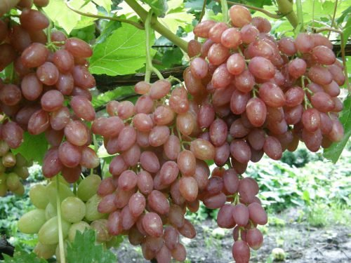 Виноград без кісточок: сорти та їх властивості
