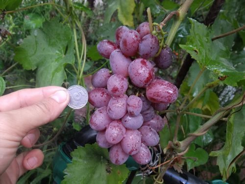 Сорт виноград матрьошка   опис