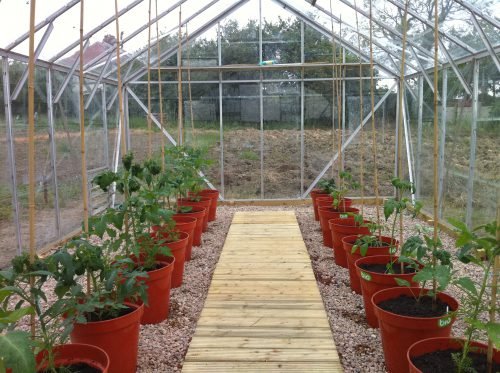 Як садити помідори в теплиці з полікарбонату: схема посадки