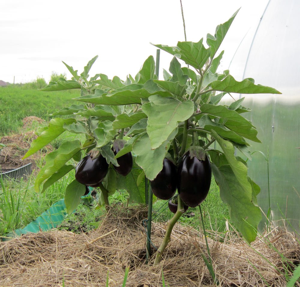 Як формувати баклажани: вирощування в теплиці і у відкритому грунті