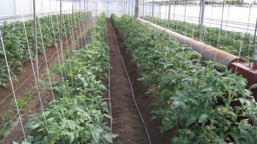Висадка розсади томатів у теплицю з полікарбонату, способи посадки томатів