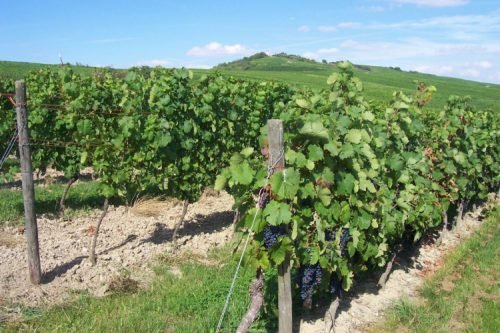 Виноград на північному заході: вирощування, сорти, фото