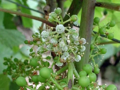 Обробка винограду після дощу: обприскування, захист від хвороб