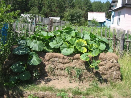 Як посадити кабачки на компостну купу: спосіб вирощування