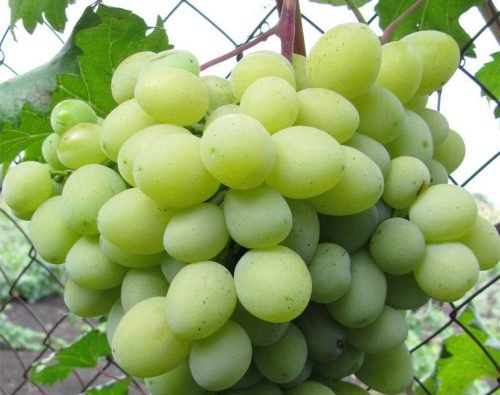Сорт винограду вишневецького: опис гібридних форм