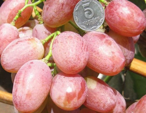 Виноград лівія: опис сорту