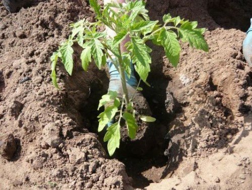 Що класти в лунку при посадці помідор: народний спосіб підживлення томатів