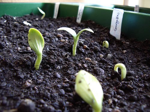 Як садити кабачки насінням у відкритий грунт: правильна посадка