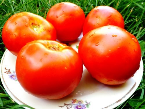 Томат білий налив характеристика та опис сорту помідорів