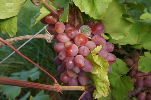 Виноград азалія: опис сорту