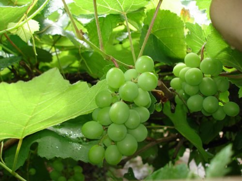 Коли обривати листя винограду: тонкощі прцедуры видалення листя