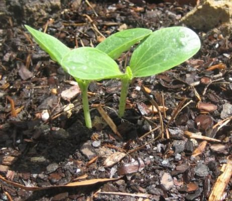 Кущові кабачки сорту: опис і особливості вирощування
